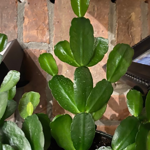 🌱Easter Cactus Plant Cutting - Picture 4 of 5